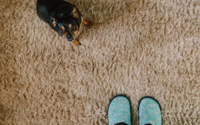 The Importance of Regular Carpet Cleaning for Your Home