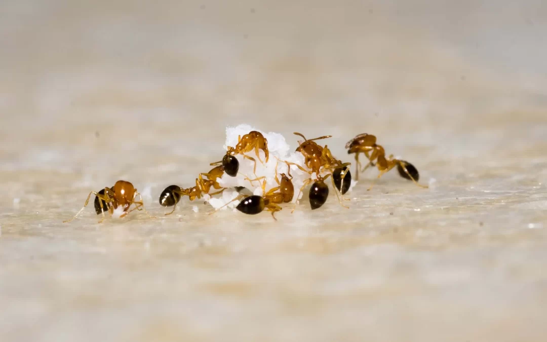 A Comprehensive Guide to Ant Elimination