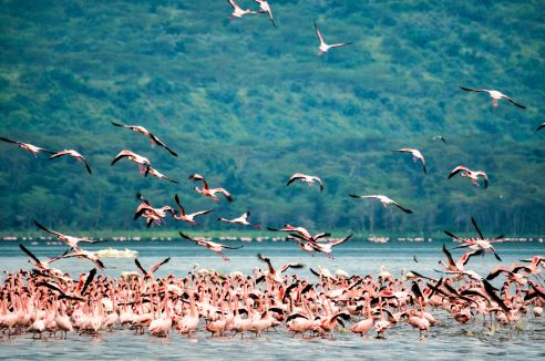 Lake Nakuru