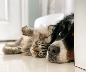 How to Get Rid of Pet Odours