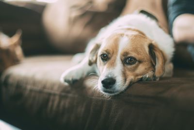 pet urinated sofa