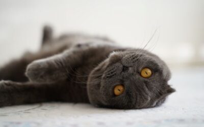 How to Clean Cat Urine from Carpets