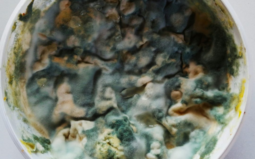 Can Carpet Cleaning Cause Mold