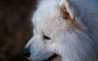 Will Carpet Cleaning Remove Pet Hair?